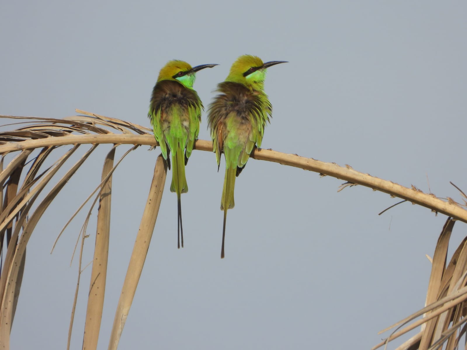 Avifaunal Surveys